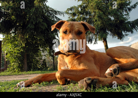 Mischling Amstaff Hund Stockfoto