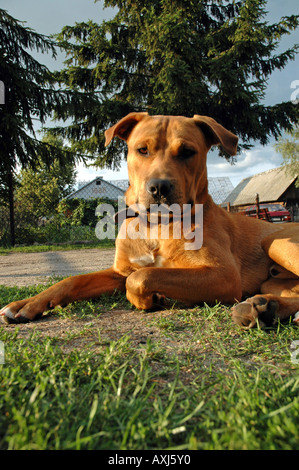 Mischling Amstaff Hund Stockfoto