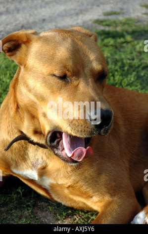 Mischling Amstaff Hund Stockfoto