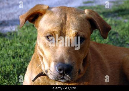 Mischling Amstaff Hund Stockfoto