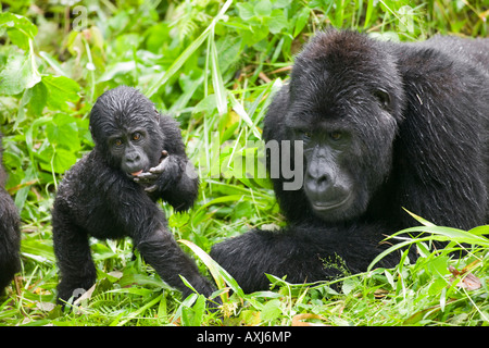 Africa Uganda Bwindi undurchdringlichen Nationalpark Juvenile Mountain Gorilla Gorilla Gorilla Beringei steht neben Silverback Stockfoto