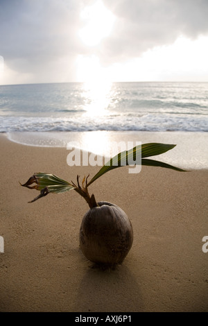 Kokosnuss am Strand von Air Batang Dorf, Tioman Island, Malaysia. Stockfoto