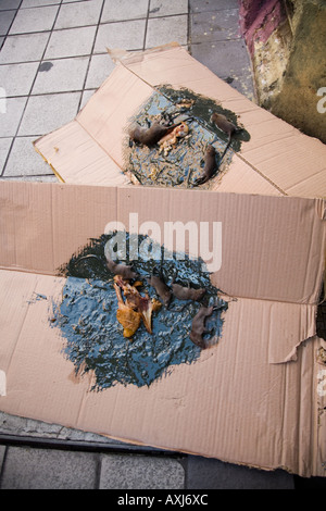 Ratte und Maus Trap improvisiert auf der Straße in Kuala Lumpur. Malaysien. Stockfoto