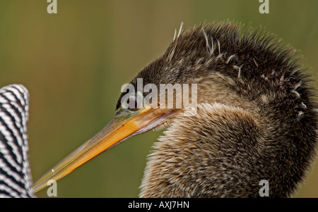 Anhinga putzen in Nahaufnahme, Everglades-Nationalpark, Florida, USA. Stockfoto