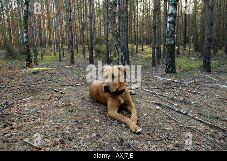 Mischling Amstaff Hund auf einem Spaziergang im Wald Stockfoto