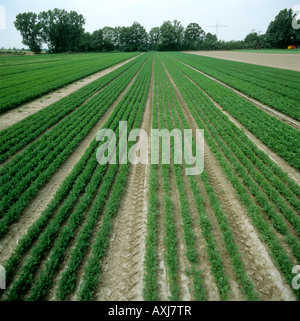 Reihen von Karotten ernten den Blick auf zwei Stufen in der Nähe von Ludwigshafen Deutschland Stockfoto