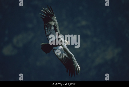 Andenkondor (Vultur Kondor) WILD im Flug, Colca Canyon, Südperu Stockfoto