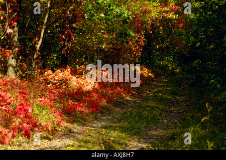 Herbst Landstraße Stockfoto