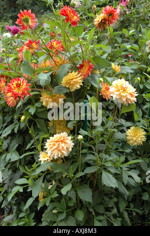 blühende Dahlien-Blumen im Garten Stockfoto