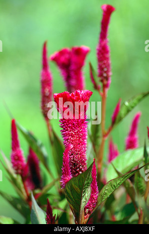 Hahnenkamm Celosia Argentea Var auch genannt Feder Celosia cristata Stockfoto