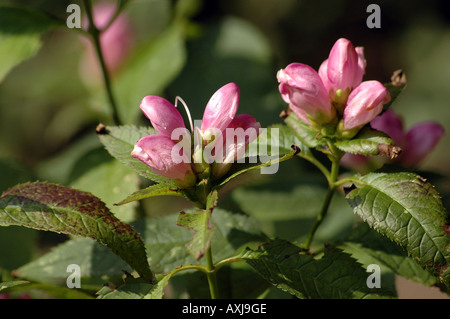 Schildkröte Kopf Blume Nektar schräg Stockfoto