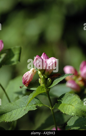 Schildkröte Kopf Blume Nektar schräg Stockfoto
