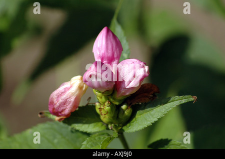 Schildkröte Kopf Blume Nektar schräg Stockfoto
