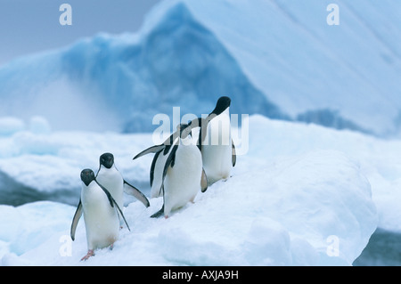 Adelie-Pinguine (Pygoscelis Adeliae) auf Eisberg, Antarktis Stockfoto