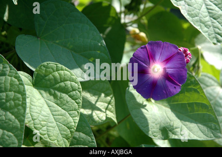 Ipomoea Purpurea Sy Convolvulus Purpureus gemeinsame Morning Glory genannt auch die lila Stockfoto