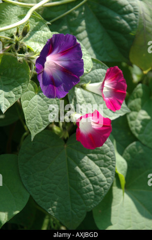 Ipomoea Purpurea Sy Convolvulus Purpureus gemeinsame Morning Glory genannt auch die lila Stockfoto