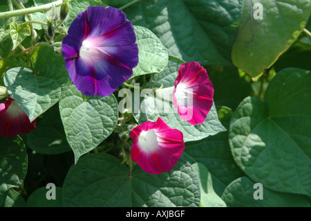 Ipomoea Purpurea Sy Convolvulus Purpureus gemeinsame Morning Glory genannt auch die lila Stockfoto