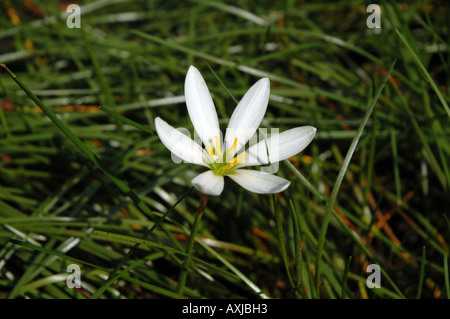 Weißer Regen-Lilie Zephyranthes Candida auch genannt Fairy Lily oder Zephyr Lilie Stockfoto