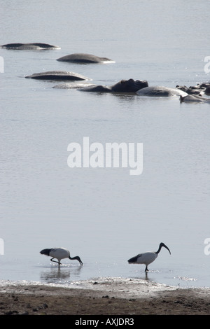 Afrikanische Sacred Ibis (Threskiornis Aethiopicus) und Flusspferd (Hippopotamus Amphibius) Stockfoto