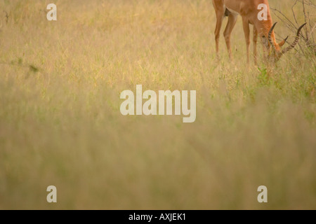 Impala (Aepyceros Melampus) in offenes Grasland Weiden Stockfoto