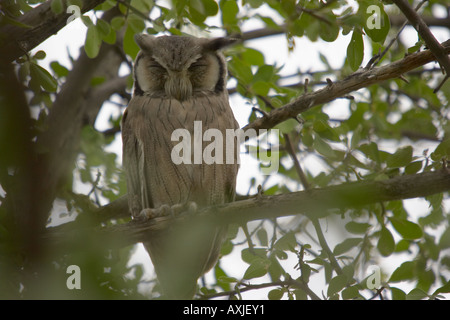 Südlichen weiß konfrontiert Zwergohreule Eule (Ptilopsus Granti) Stockfoto