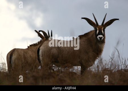 Roan Antilope (Hippotragus Spitzfußhaltung) Stockfoto