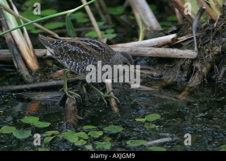 ein Crake Standing im Profil neben Schilfbeetes Stockfoto