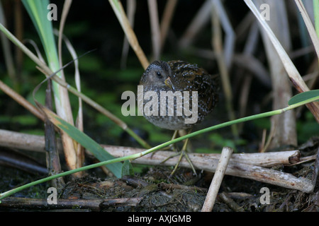 ein Crake Standing im Profil neben Schilfbeetes Stockfoto