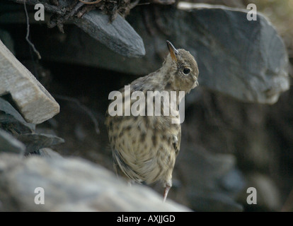 Rock Pieper Anthus Petrosus zwischen Felsen Godrevy In der Nähe von Hayle Cornwall England UK 1 Stockfoto