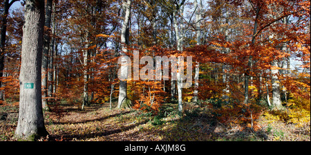 La Futaie et route de Foret de Tronçais En Automne Allier 03 Herbst Auvergne schlechte Saison schlechte Jahreszeiten botanischen Arten Botanicals Stockfoto