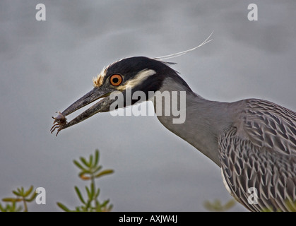 Nahaufnahme von einem gelben gekrönt Nachtreiher Fütterung auf eine Krabbe gerade gefangen in einer Lagune entlang Fort Myers Beach in Florida USA. Stockfoto