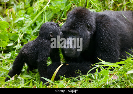 Ugandas Bwindi undurchdringlichen Nationalpark Säugling Mountain Gorilla Gorilla Gorilla Beringei lehnt sich in Silverback Männchen zu küssen Stockfoto