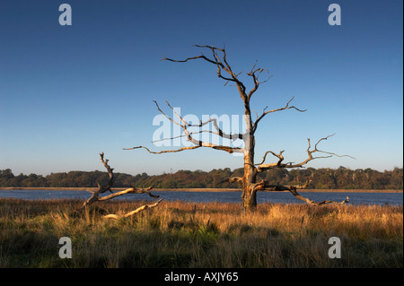 Toter Baum in der Nähe von Benacre breit Stockfoto