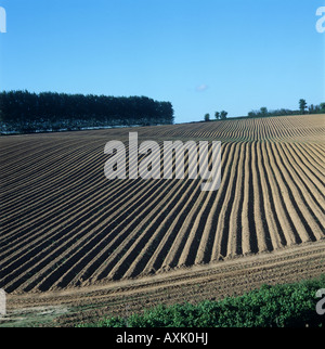 Grate einem Feld Kartoffeln Somerset neu Werk Stockfoto