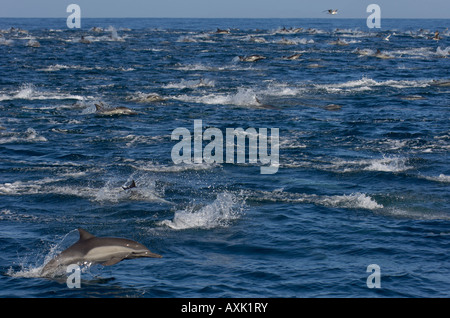 Langer Schnabel Common Dolphin Delphinus Capenisis Meer von Cortez Mexiko große Schule Stockfoto