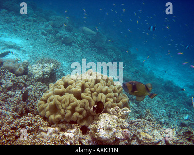 Titan-Drückerfisch [Bandos Island Reef, Kaafu Atoll, Malediven, Asien].                                                           . Stockfoto