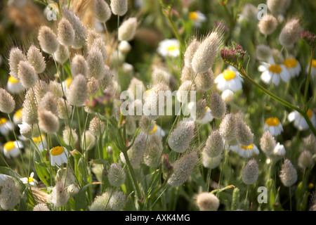 Wilden Frühlingsblumen in natürlicher Anzeige in der Nähe von Saronida in Attika oder Atiki Griechenland ziemlich attraktive Blumen farbig, gefärbt Stockfoto