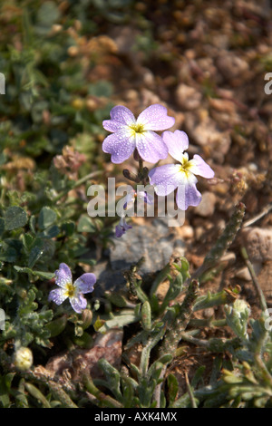 Wilden Frühlingsblumen in natürlicher Anzeige in der Nähe von Saronida in Attika oder Atiki Griechenland ziemlich attraktiven floralen farbigen farbigen EU Stockfoto