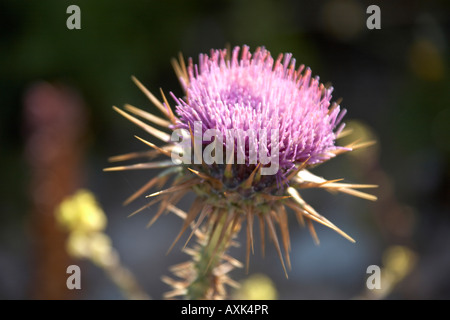 Wilden Frühlingsblumen in natürlicher Anzeige in der Nähe von Saronida in Attika oder Atiki Griechenland ziemlich attraktiven floralen farbigen farbigen EU Stockfoto