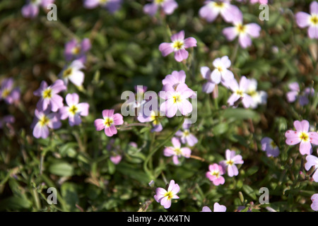 Rosa Frühling Wildblumen in natürlicher Anzeige in der Nähe von Saronida in Attika oder Atiki Griechenland ziemlich attraktiven floralen farbig farbige wi Stockfoto