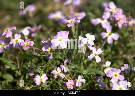 Rosa und gelbe wilde Frühling blüht im natürlichen Display in der Nähe von Saronida in Attika oder Atiki Griechenland ziemlich attraktiven floralen Stockfoto