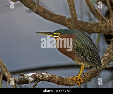 Wenig grün Reiher thront auf Zweig Everglades, Florida, USA. Stockfoto