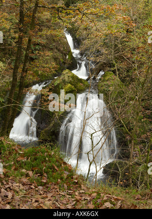 Colwith Kraft, Lakeland Wasserfall, kleine Langdale im Herbst Stockfoto