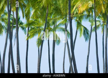 Palmen an der Küste von Hawaii big island Stockfoto