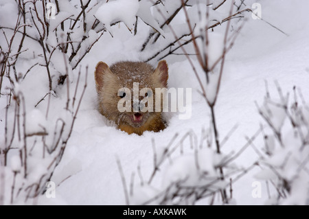 Amerikanische Marder Martes Americana Durchsicht Schnee in Gefangenschaft Stockfoto