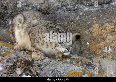 Snow Leopard Panthera Uncia about to Sprung gefangen USA, auch bekannt als Unze Stockfoto