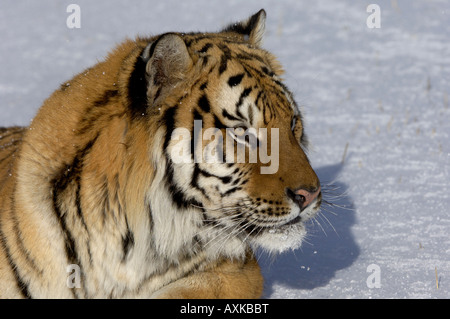 Sibirische Tiger-Panthera Tigris Altaica im Schnee Nahaufnahme von Kopf und Hals gefangen USA Stockfoto