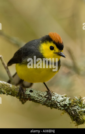 Kragen Whitestart Myioborus Manlius Stockfoto