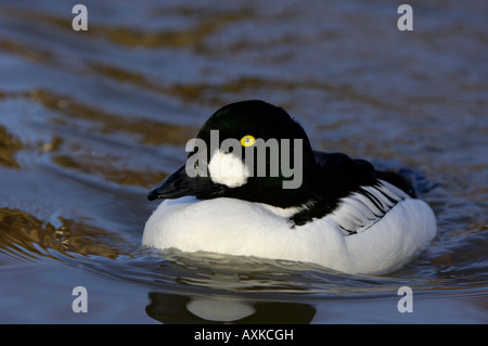 Goldeneye Bucephala Clangula Drake schwimmen Slimbridge UK Stockfoto