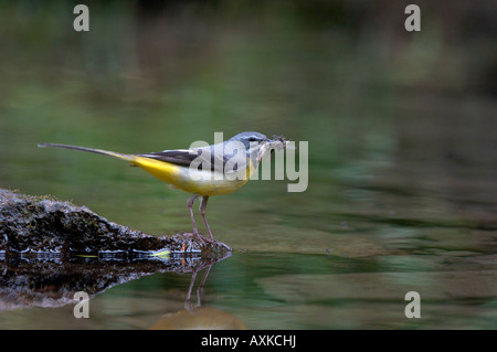 Graue Bachstelze Motacilla Cinerea Derbyshire UK Männchen mit Insekten in seinen Schnabel stehen auf Felsen im Wasser Stockfoto